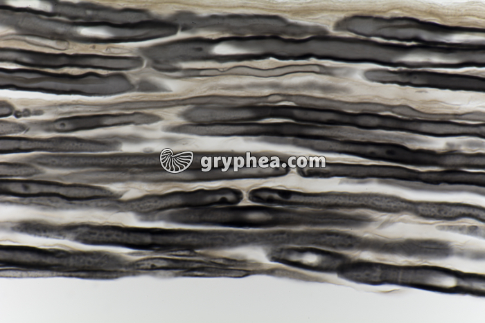 Nerf AO Mammifère CL x200 - gryphea.org